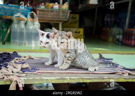 Katzenfamilie in einem Dorf auf der Insel Ko Yao im Süden Thailands. Stockfoto