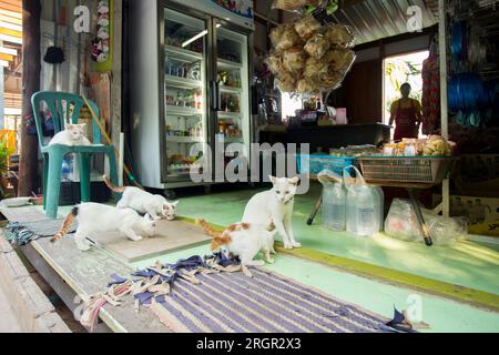 Katzenfamilie in einem Dorf auf der Insel Ko Yao im Süden Thailands. Stockfoto