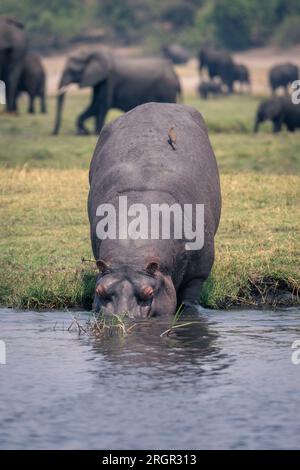 Das Nilpferd geht in den Fluss mit dem Ochsenpecht auf dem Rücken Stockfoto