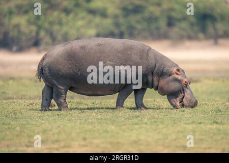 Nilpferde grasen auf dem Flutlicht und zeigen Zähne Stockfoto