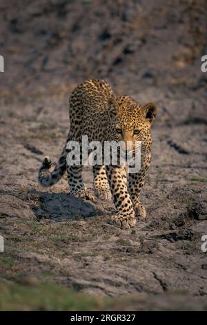 Leopardenjunge durchquert getrockneten Schlamm im Sonnenschein Stockfoto