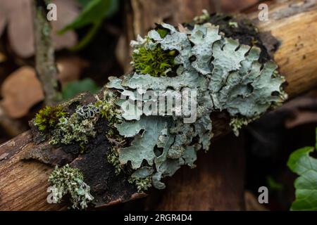 Detailfoto des Lichen Lobaria Scrobiculata. Trockener Ast mit grüner Flechte im Waldnaht. Stockfoto