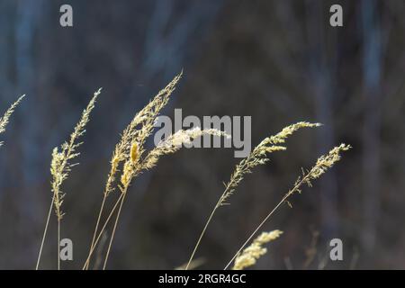 Calamagrostis epigejos Buschgras. Holz-Schilfgras im Feld. Schöne sonnige Landschaft, Sommer Hintergrund. Stockfoto