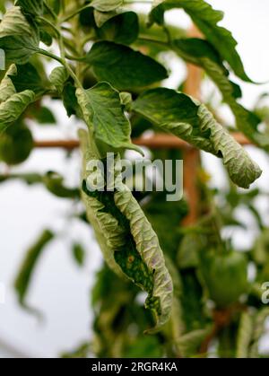 Tomate Tigerella Leaf Curl Stockfoto