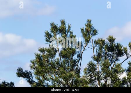 Letztes Jahr braune Zapfen auf einem Pinienzweig vor einem blauen Himmel. Selektiver Fokus. Eine luxuriöse lange Nadel auf einem Pinienzweig. Naturkonzept für Desi Stockfoto