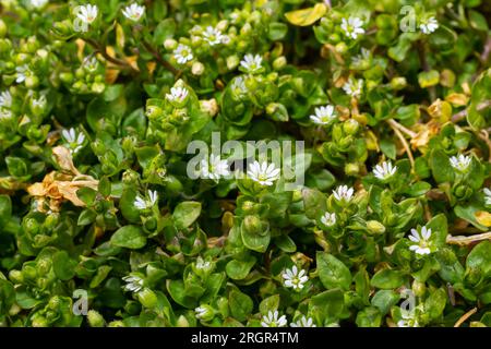 Im Frühling wachsen die Medien in Stellaria in freier Wildbahn. Eine krautige Pflanze, die im Garten oft als Unkraut wächst. Kleine weiße Blüten auf fleischigen grünen Stämmen. Stockfoto