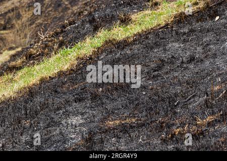 Verbrannter Waldboden mit Gras und Asche, Waldbrand. Im Frühjahr Gras zu verbrennen, ist ein ernstes Umweltproblem. Stockfoto