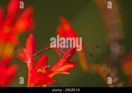 Rot-venöse Dropwing Trithemis arteriosa 14219 Stockfoto