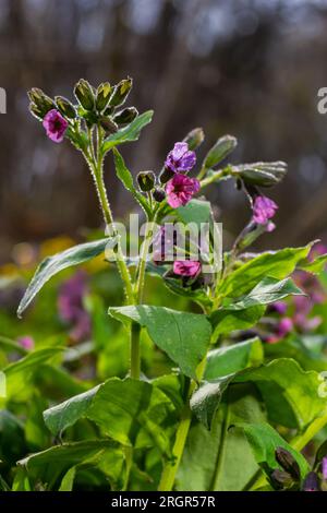 Pulmonaria, Lungenwürzblüten in verschiedenen Violetttönen in einer Blüte. Honigpflanze der Ukraine. Die ersten Frühlingsblumen. Pulmonaria officina Stockfoto