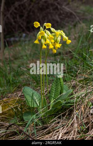 Gelbe Primula veris Cowslip, gewöhnlicher Cowslip, Cowslip Prirose auf weichem grünen Hintergrund. Selektiver Fokus. Stockfoto