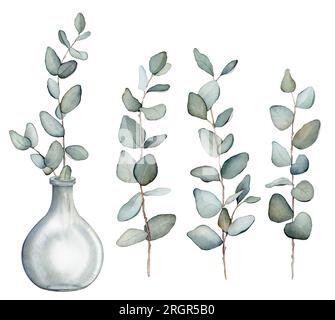 Eukalyptus, Blumenstrauß in einer Vase. Von Hand gezeichneter Clipart isoliert auf weißem Hintergrund Aquarell Blumenmuster Illustration Set grüne Blattnäste Kollektion, für Stockfoto