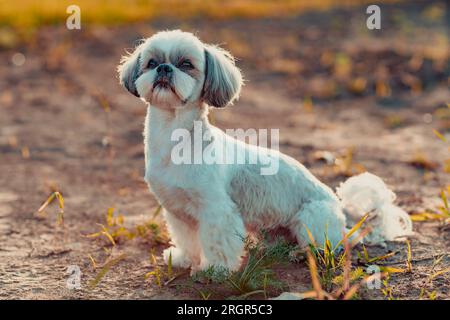 Shih-Tzu-Hund im Herbst auf dem Feld Stockfoto