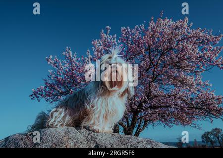 Shih-Tzu-Hund auf blühendem Aprikosenbaum-Hintergrund Stockfoto
