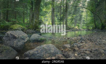 Ein wunderschöner Bach im Wald der Vogesen in Frankreich, direkt neben dem See Longemer, auf einer Höhe von 736 Metern, Stockfoto