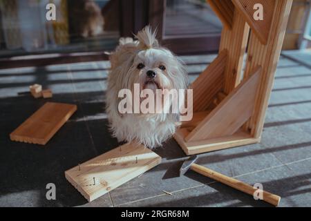 Neugieriger Shih Tzu-Hund unter den Bauwerkzeugen seines Meisters Stockfoto