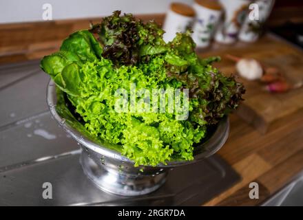 Gemischte Salatblätter, einschließlich Frisee und roter Blattsalat, die in einem essfertigen Sieb gewaschen werden Stockfoto