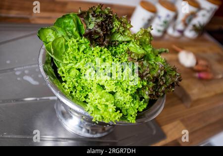 Gemischte Salatblätter, einschließlich Frisee und roter Blattsalat, die in einem essfertigen Sieb gewaschen werden Stockfoto