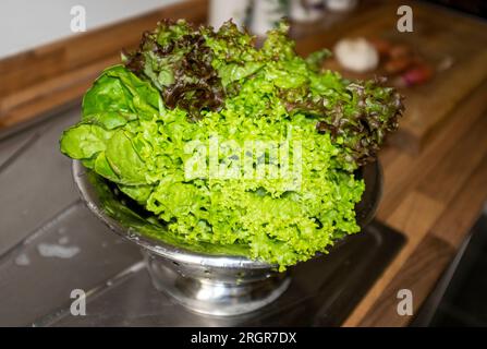 Gemischte Salatblätter, einschließlich Frisee und roter Blattsalat, die in einem essfertigen Sieb gewaschen werden Stockfoto