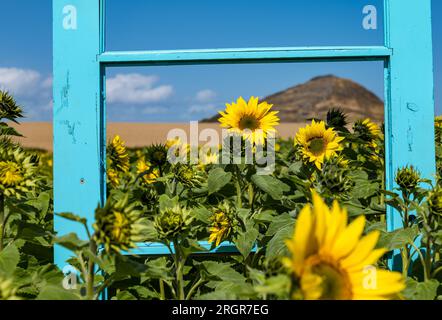 Balgone Farm, East Lothian, Schottland, Vereinigtes Königreich, 11. August 2023. Balgone Farm Sunflower Trail: Die Testversion bietet Besuchern die Möglichkeit, PYO-Sonnenblumen zu sehen. Abgebildet: Einige bunte Türen inmitten der hohen Sonnenblumen. Sally Anderson/Alamy Live News Stockfoto