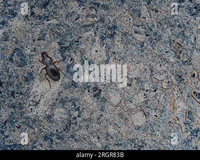 Kunst: Schwarzer Uhrenkäfer auf blauem Stein (Pterostichus madidus). Im Aberglauben ist es als Regenkäfer bekannt, sagt Regen voraus oder verursacht ihn, wenn er darauf gedrängt wird. Stockfoto