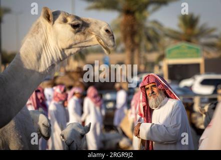 Buraydah, Saudi-Arabien, 4. August 2023: Alter Mann, der Kamele auf dem Kamelmarkt in der Stadt Buraydah ansieht Stockfoto