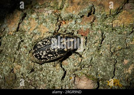 Frau des Walkers, Pine Chafer, Polyphylla fullo, extrem selten auf der ganzen Welt, auf der Rinde eines Baumes Stockfoto