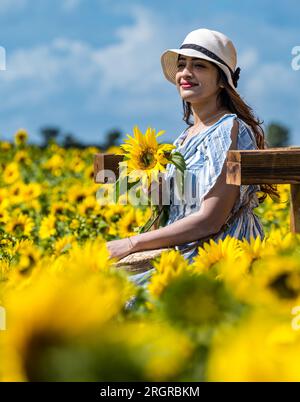 Balgone Farm, East Lothian, Schottland, Vereinigtes Königreich, 11. August 2023. Balgone Farm Sunflower Trail: Die Testversion bietet Besuchern die Möglichkeit, PYO-Sonnenblumen zu sehen. Abgebildet: Eine junge Frau mit Strohhut findet den perfekten Platz, um auf einem riesigen Stuhl in der Sonne zu sitzen. Sally Anderson/Alamy Live News Stockfoto