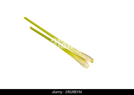 Zitronengras oder der wissenschaftlichen Bezeichnung Cymbopogon Citratus, isoliert auf weißem Hintergrund. Stockfoto
