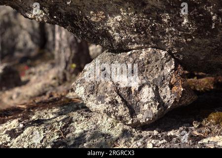 Nahaufnahme auf einem kleinen Stein in einer Klemme zwischen zwei riesigen Felsblöcken. Kiefer im Hintergrund. Stockfoto