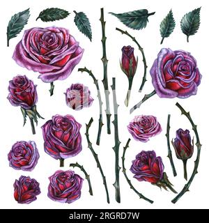 Dunkelviolette Rosen mit Stielen und Blättern handgezeichnete Aquarelle für Designkarten, Einladungen, Stoffmuster für Geburtstag, Nachtparty, halloween Stockfoto