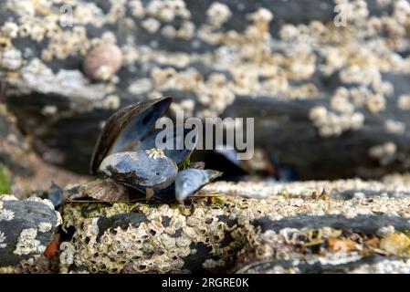 Barnakel auf Muschelmuschel Stockfoto