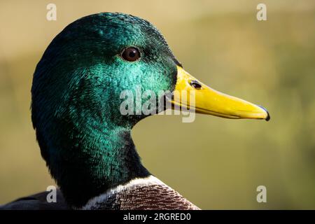 Nahporträt einer männlichen Stockente Stockfoto