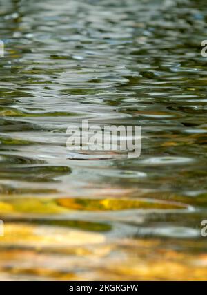 Das Wasser aus nächster Nähe befindet sich am Sgwd Einion Gam, auch bekannt als Fall des krummen Amors, Brecon Beacons, Nationalpark, Wales Stockfoto