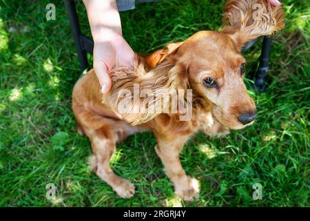 Das Bild eines rothaarigen englischen Cockers Spaniel, das neben einem Mädchen sitzt, zeigt, wie groß die Ohren des Hundes sind Stockfoto