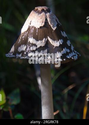 Coprinopsis picacea-Pilze. Seta de Coprinopsis picacea, Stockfoto