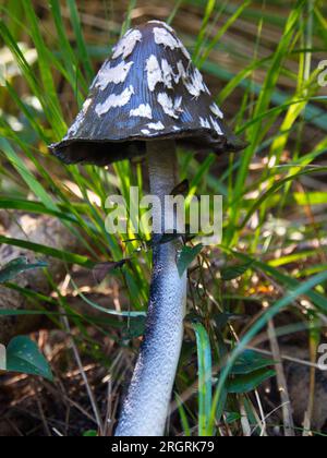 Coprinopsis picacea-Pilze. Seta de Coprinopsis picacea, Stockfoto