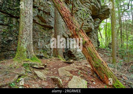 Umgestürzte Bäume verrotten und bedeckt mit Moos und Ästen auf dem felsigen Boden entlang des Weges von der Klippe oben in einem Wald im Sommer Stockfoto