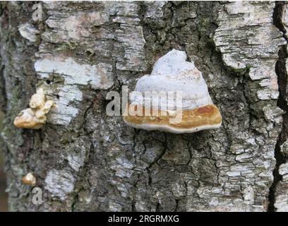 BIRKENPOLYPORE Piptoporus betulinus Bracketpilz am Birkenbaum Stockfoto