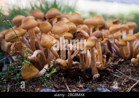 Armillaria Mellea Hallimasch Stockfoto