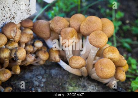 Armillaria Mellea Hallimasch Stockfoto