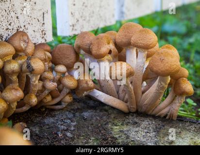 Armillaria Mellea Hallimasch Stockfoto