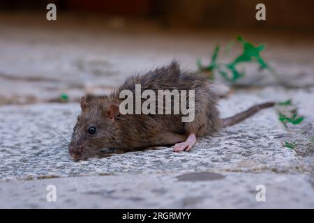 Eine graue alte Maus sitzt auf einem Steinboden. Ein Nagetier lauerte auf einem Felsen in einer Stadtstraße. Stockfoto