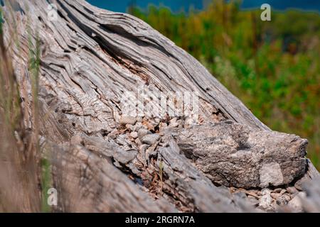 Getrocknete und verwitterte Schnappschüsse im Nahbereich. Die Struktur eines alten Baumes, der schon lange in der glühenden Sonne auf einem Berg liegt. Stockfoto