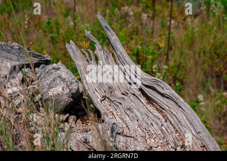 Getrocknete und verwitterte Schnappschüsse im Nahbereich. Die Struktur eines alten Baumes, der schon lange in der glühenden Sonne auf einem Berg liegt. Stockfoto