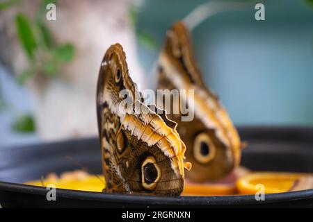 Eulenschmetterling, Caligo memnon Schmetterlingspaar Stockfoto