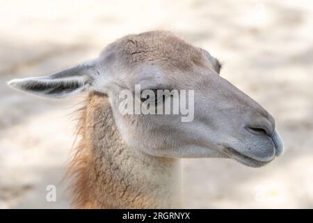 Helles Lama-Kopfporträt Stockfoto