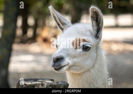 Helles Lama-Kopfporträt Stockfoto