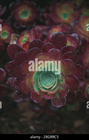 Nahaufnahme eines Kaktus und Succulent Echeveria: Eine Pflanze aus der Familie Crassulaceae, die einer Rose mit ihren fleischigen Blättern ähnelt. Stockfoto