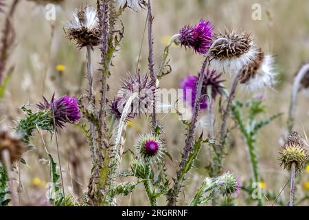 Moschusdistel, RSPB Arne Nature Reserve, Arne, Dorset, Großbritannien Stockfoto