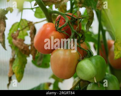 Bio-Tomaten, die in einem Gewächshaus wachsen. Schließen. Stockfoto